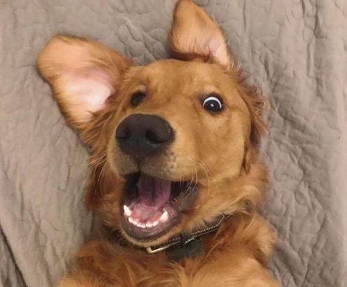 A vibrant illustration of Dogecoin mining setup highlighting the fun and community-driven aspects of DOG